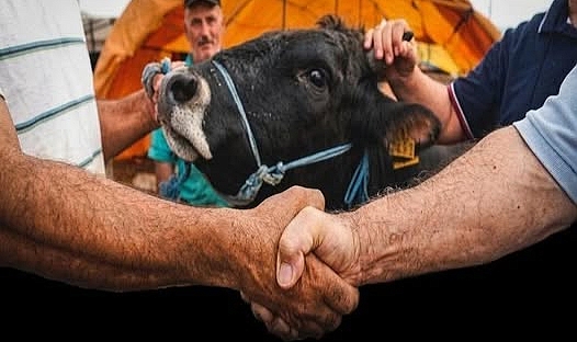 KURBANLIK FİYATLARI CEP YAKACAK!