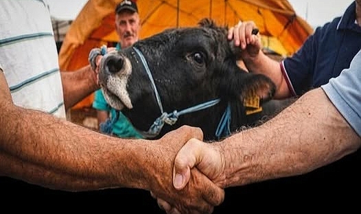 KURBANLIK FİYATLARI CEP YAKACAK!