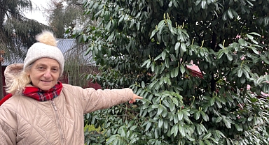 ŞAP HASTALIĞINA KARAYEMİŞLİ ÇÖZÜM! 