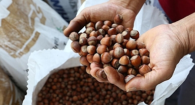 TMO'NUN AMACI NE? FINDIĞA VE ÜRETİCİYE İHANET!