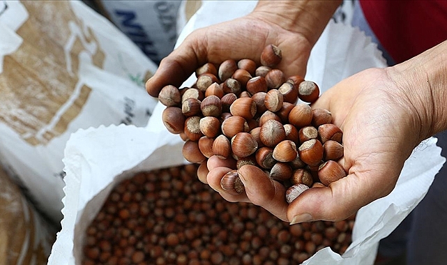 TMO'NUN AMACI NE? FINDIĞA VE ÜRETİCİYE İHANET!