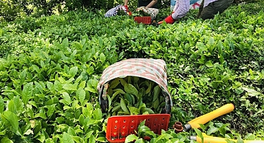 YAŞ ÇAY FİYATI NE KADAR OLMALI? 