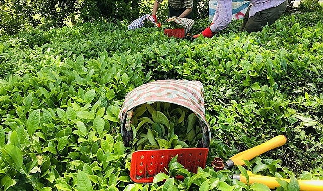 YAŞ ÇAY FİYATI NE KADAR OLMALI?