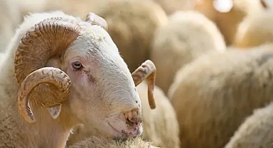 ET FİYATLARI DÜŞECEK Mİ? 