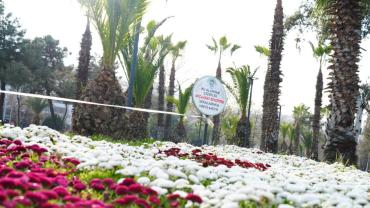 AKÇAABAT BELEDİYESİ KENDİ ÇİÇEKLERİNİ ÜRETİYOR