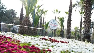 AKÇAABAT BELEDİYESİ KENDİ ÇİÇEKLERİNİ ÜRETİYOR