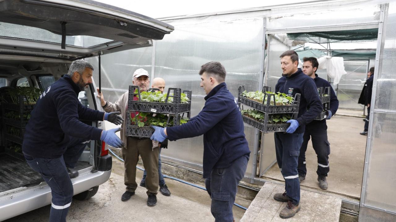 AKÇAABAT'TA 25 BİN SEBZE FİDESİ ÜRETİCİLERE TESLİM EDİLDİ
