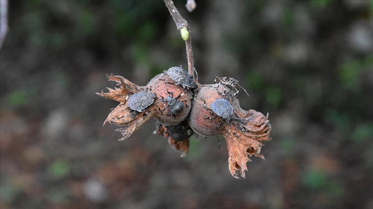 BAŞKAN GENÇ'TEN FLAŞ KOKARCA AÇIKLAMASI: BAZI MUHTARLARIMIZ DUYARSIZ!