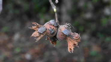 BAŞKAN GENÇ'TEN FLAŞ KOKARCA AÇIKLAMASI: BAZI MUHTARLARIMIZ DUYARSIZ!