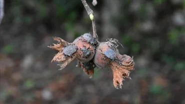 BAŞKAN GENÇ'TEN FLAŞ KOKARCA AÇIKLAMASI: BAZI MUHTARLARIMIZ DUYARSIZ!