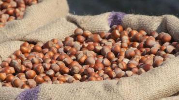 FINDIK FİYATLARI ARTACAK MI?