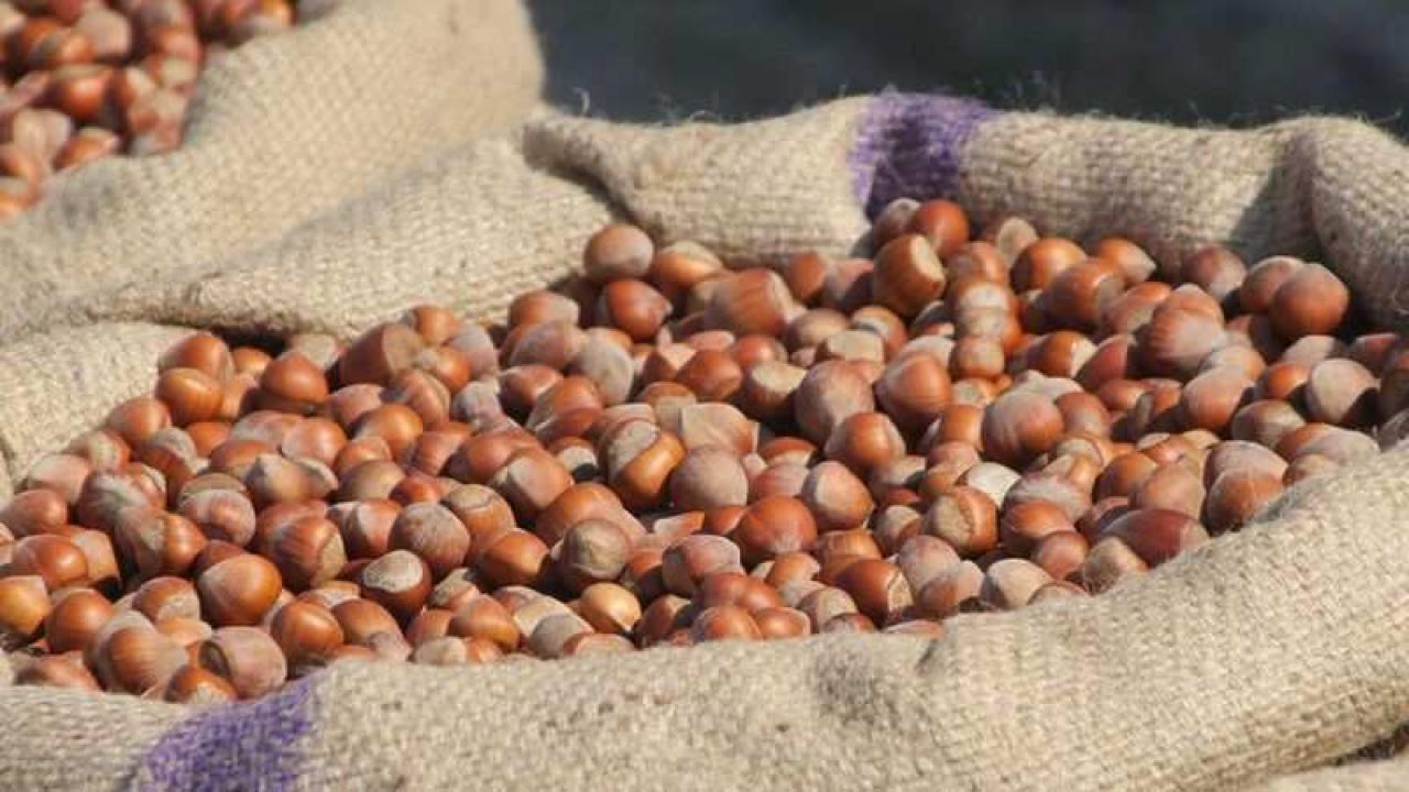 FINDIK FİYATLARI ARTACAK MI?