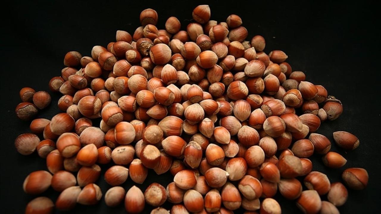 FINDIK FİYATLARI ÇAKILDI!