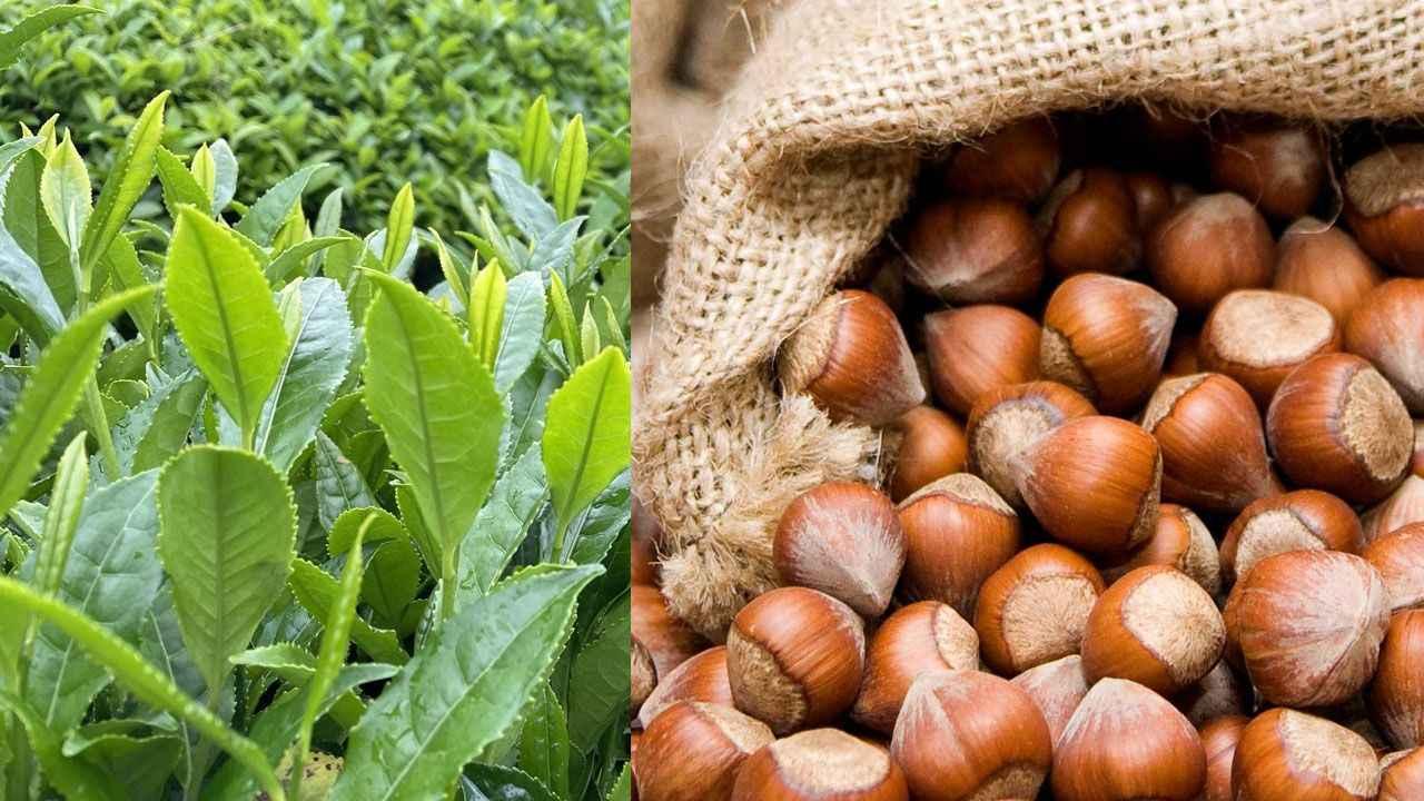 FINDIK VE ÇAYA DESTEK ÇAĞRISI!