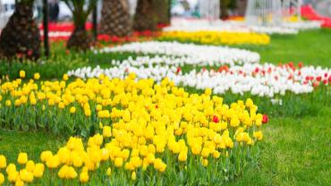 RİZE RENGARENK: LALE VAKTİ