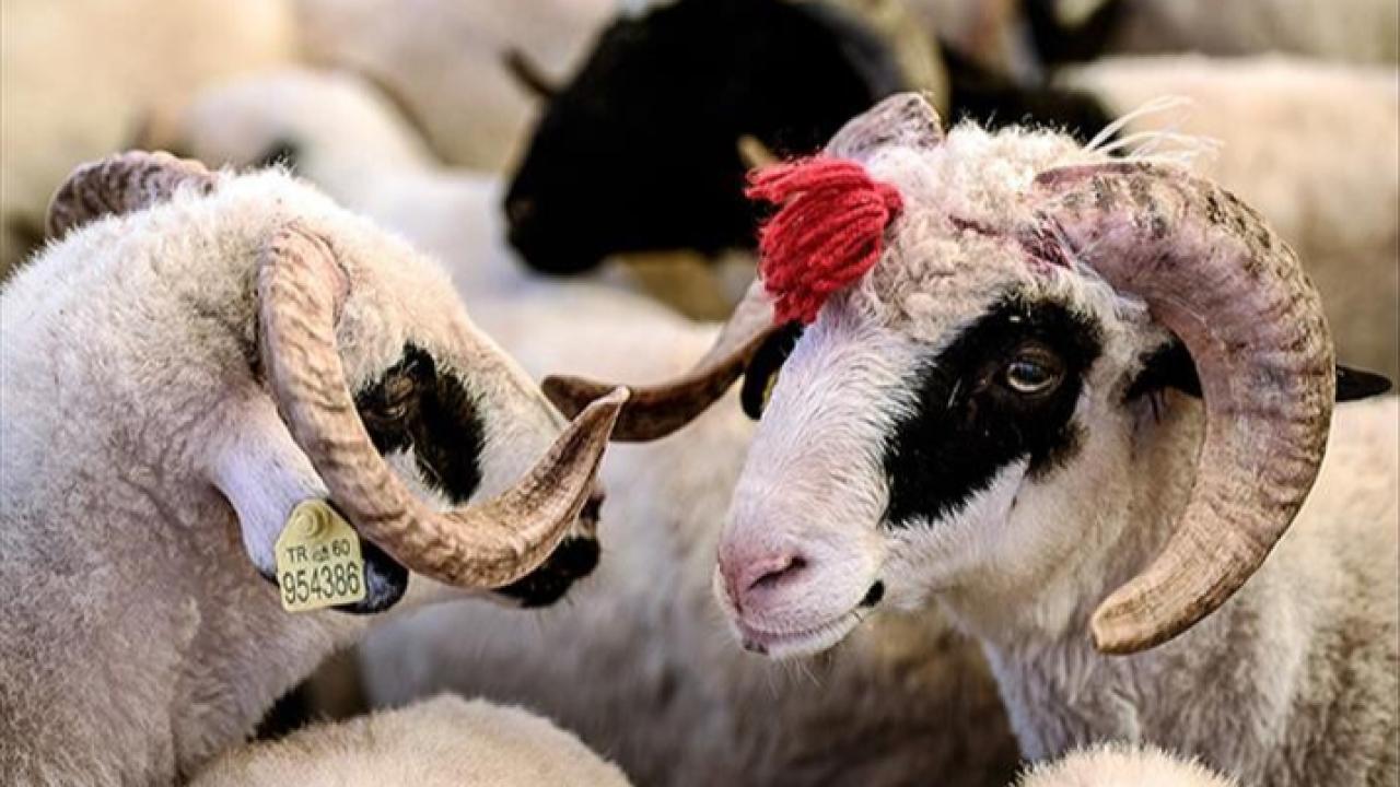 KURBAN BAYRAMI TATİLİ 9 GÜN MÜ?